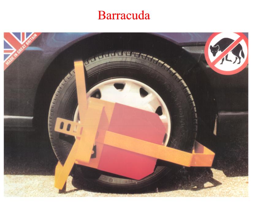 Barracuda